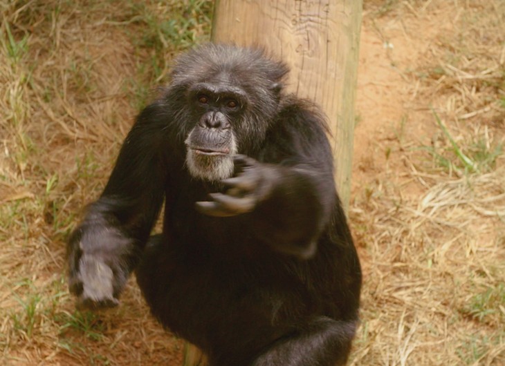 The nature of moral instincts