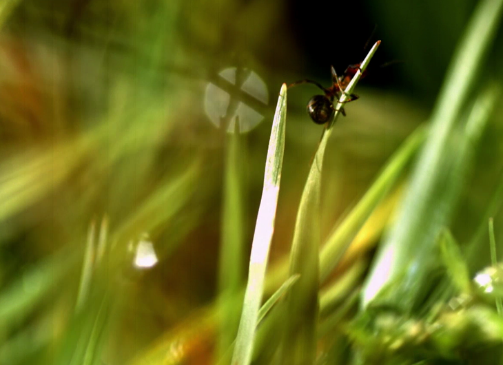 Emergence in science