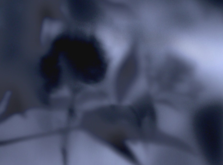 Plato's Cave (3)