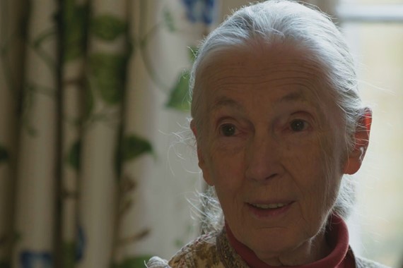 Jane Goodall with Ard Louis