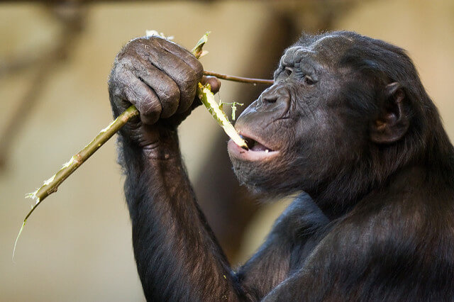 The Bonobo and the Atheist: In Search of Humanism Among the Primates by Frans de Waal