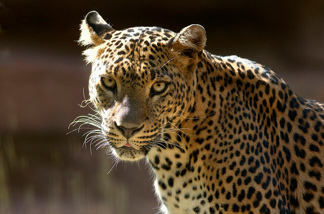 Are We Smart Enough to Know How Smart Animals Are? by Frans de Waal