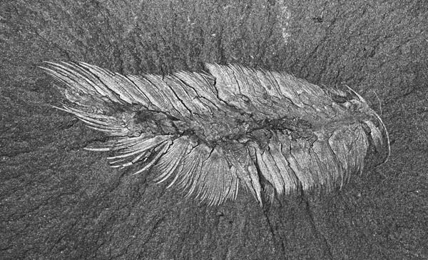 Burgess Shale Canadia