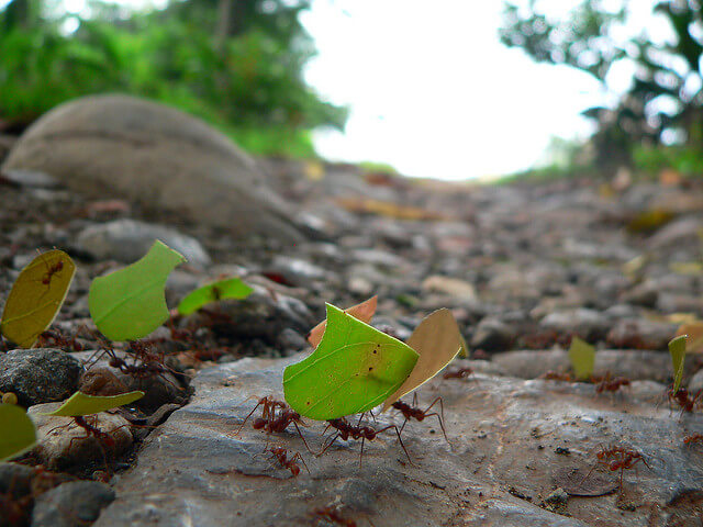 Ants carrying a leaf