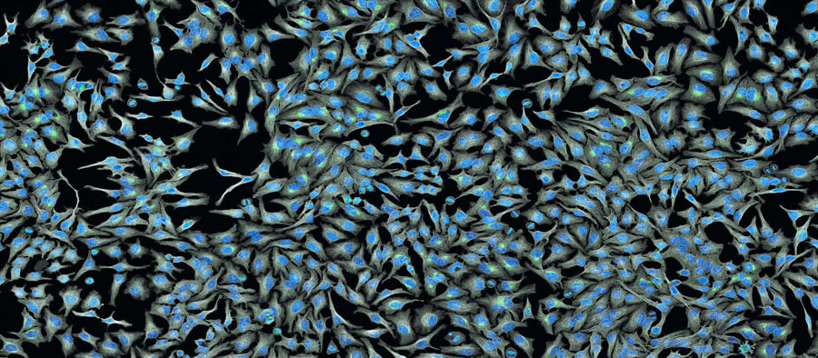 Cultured cells panorama