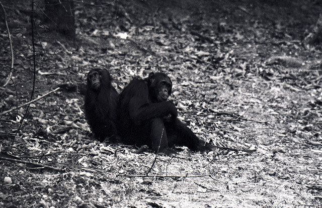 Africa in My Blood by Jane Goodall