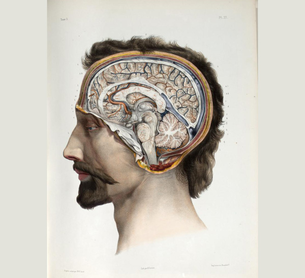 Brain cerebellum brainstem and spinal cord Jacob