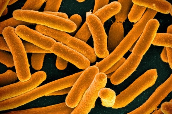 E Coli Bacteria credit NIAID .jpg