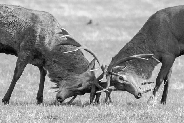 Debating differences: Stags Fighting