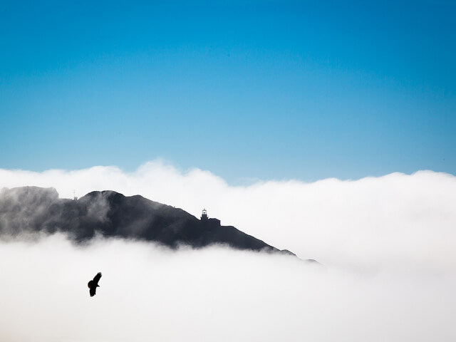 A History of Emergence by Peter Corning