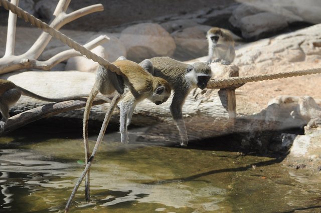 Vervet monkey