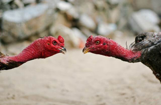 Two fighting cocks