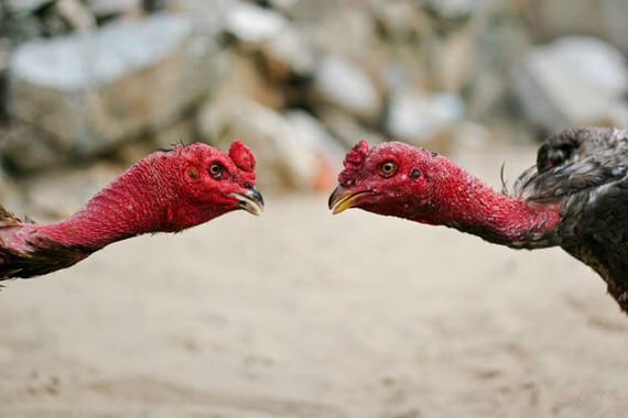Two fighting cocks