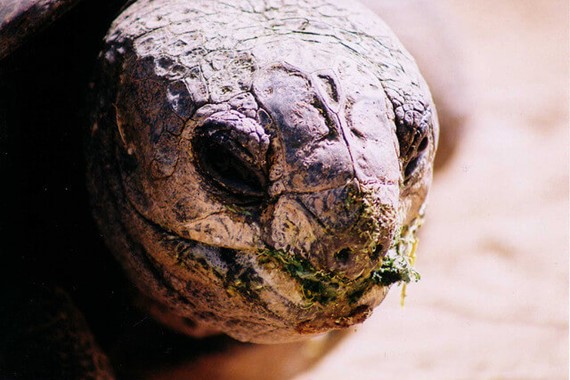 Tortoise by Dottie Day (CC by 2.0).jpg