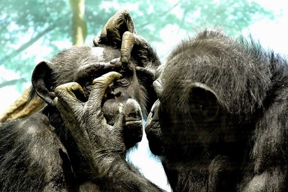Chimpanzee Politics: Power and Sex among Apes by Frans de Waal